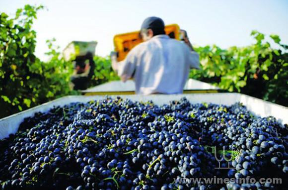 California-harvesting.jpg