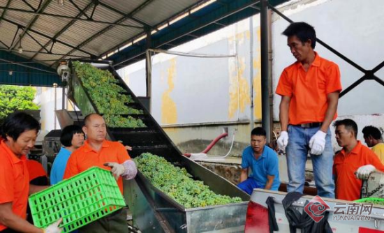 葡萄加工处理 葡萄加工处理
