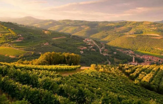 意大利阿玛罗尼和瑞帕索葡萄酒库存价格出现波动