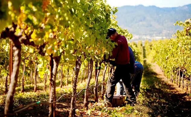 西班牙卡斯蒂利亚-拉曼恰产区将进行葡萄酒减产