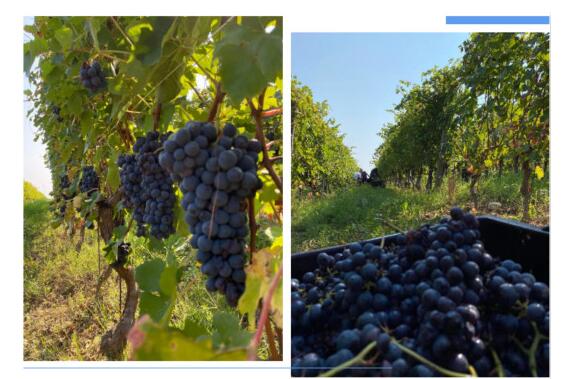 2020年意大利葡萄酒总产量将达到47.2亿升