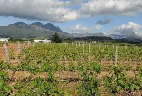 新冠肺炎疫情导致南非葡萄酒行业亏损75亿兰特