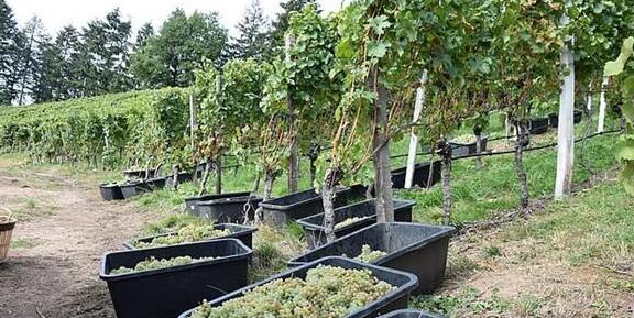 2020年度德国葡萄酒采收报告新鲜出炉