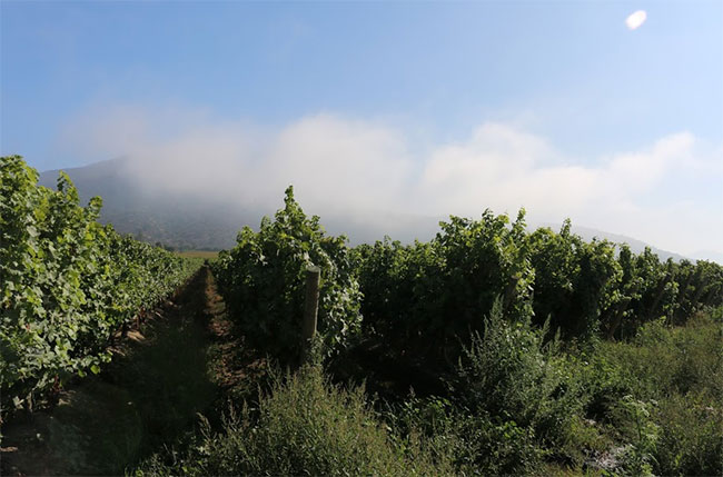 智利葡萄采摘遭遇降水，葡萄酒总产量预计下降20%