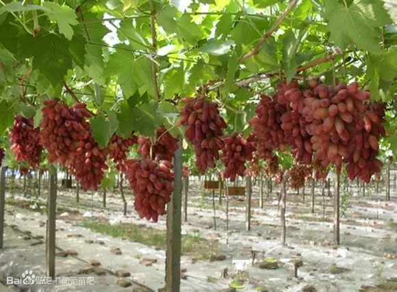 葡萄“超级品种”在昌黎县试种成功