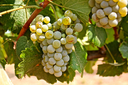 细说西班牙两大白葡萄品种——弗德乔和阿尔巴利诺