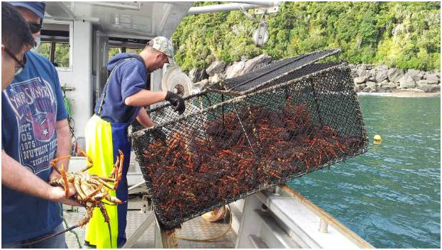 惊呆！新西兰小龙虾出口中国1公斤卖1000美元，还有葡萄酒和瓶装水……