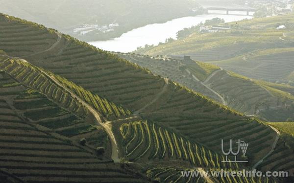 Douro_Vinhas-925x578.jpg