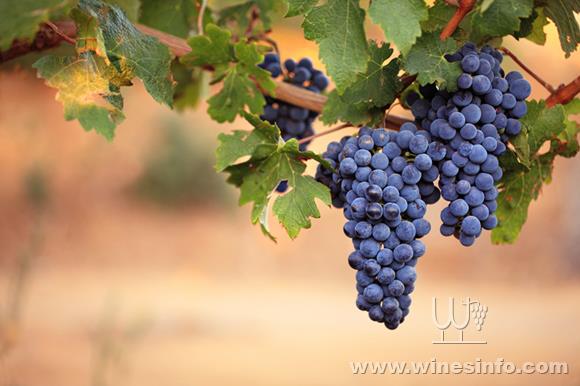 wine-grapes.jpg